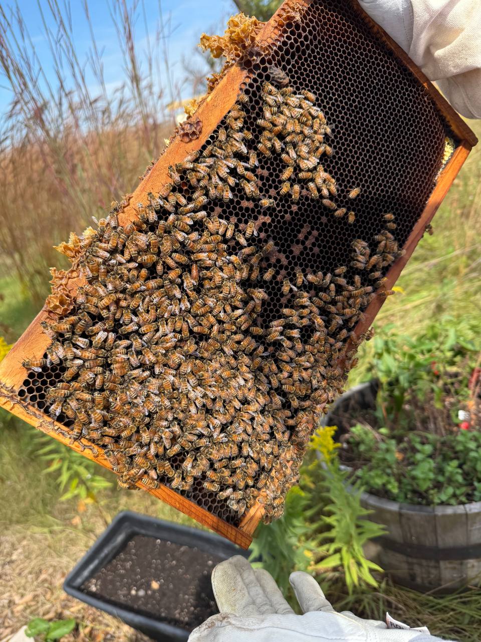 Bees covering the frame