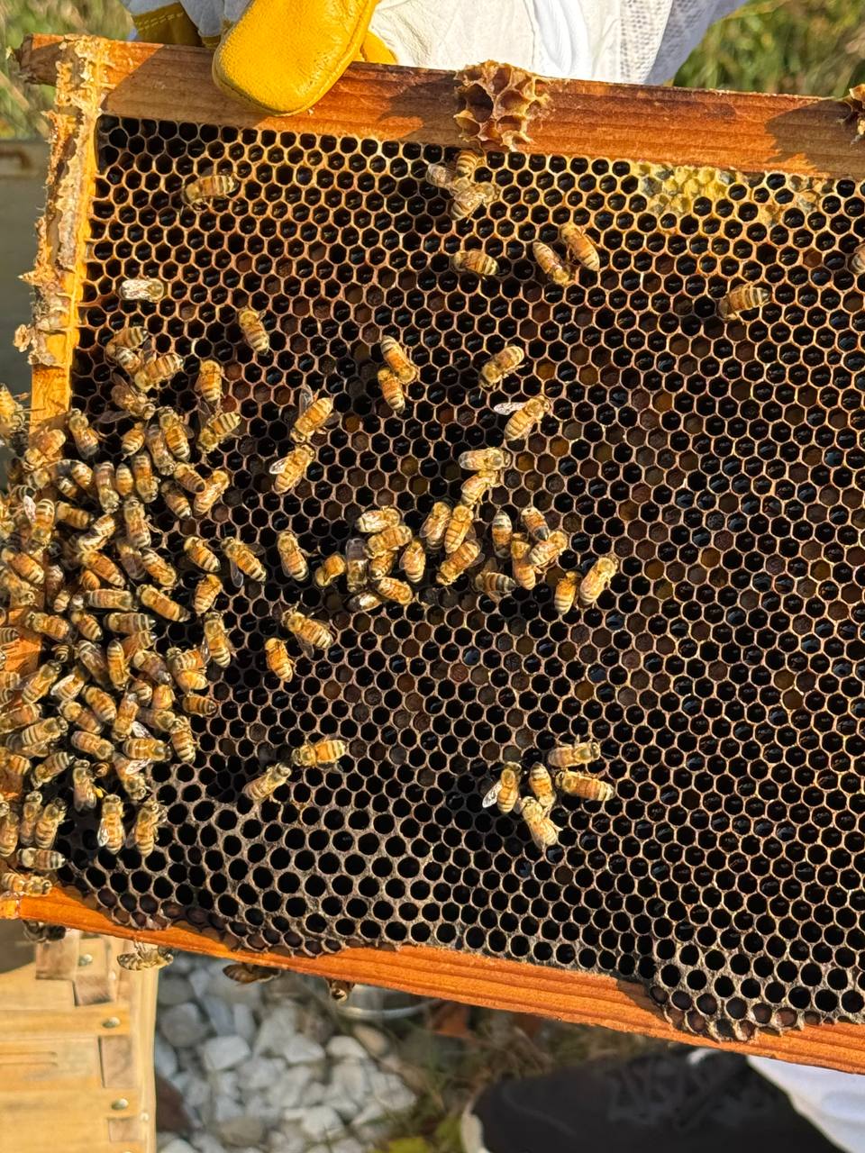 Healthy brood frame