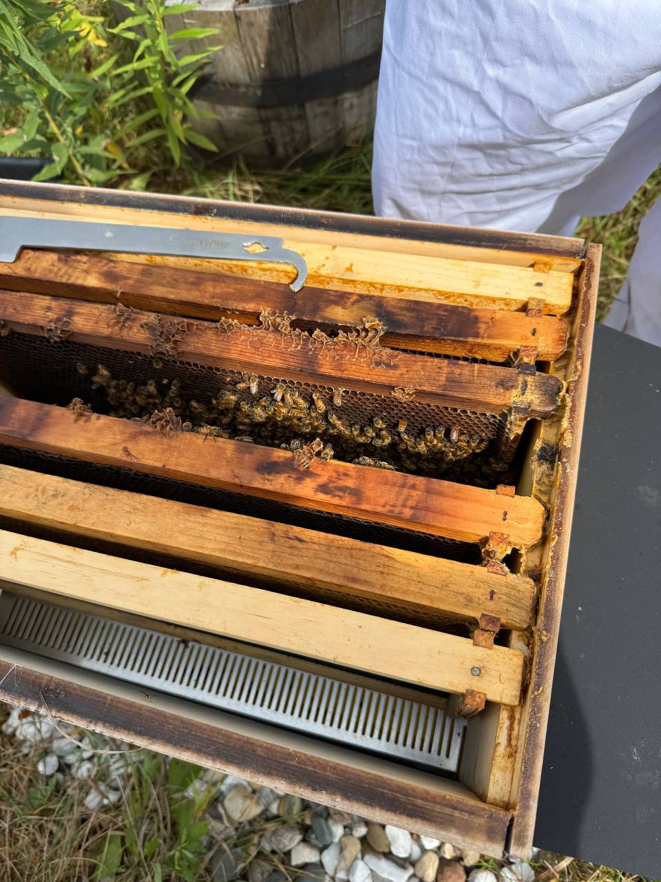 Open hive inspection