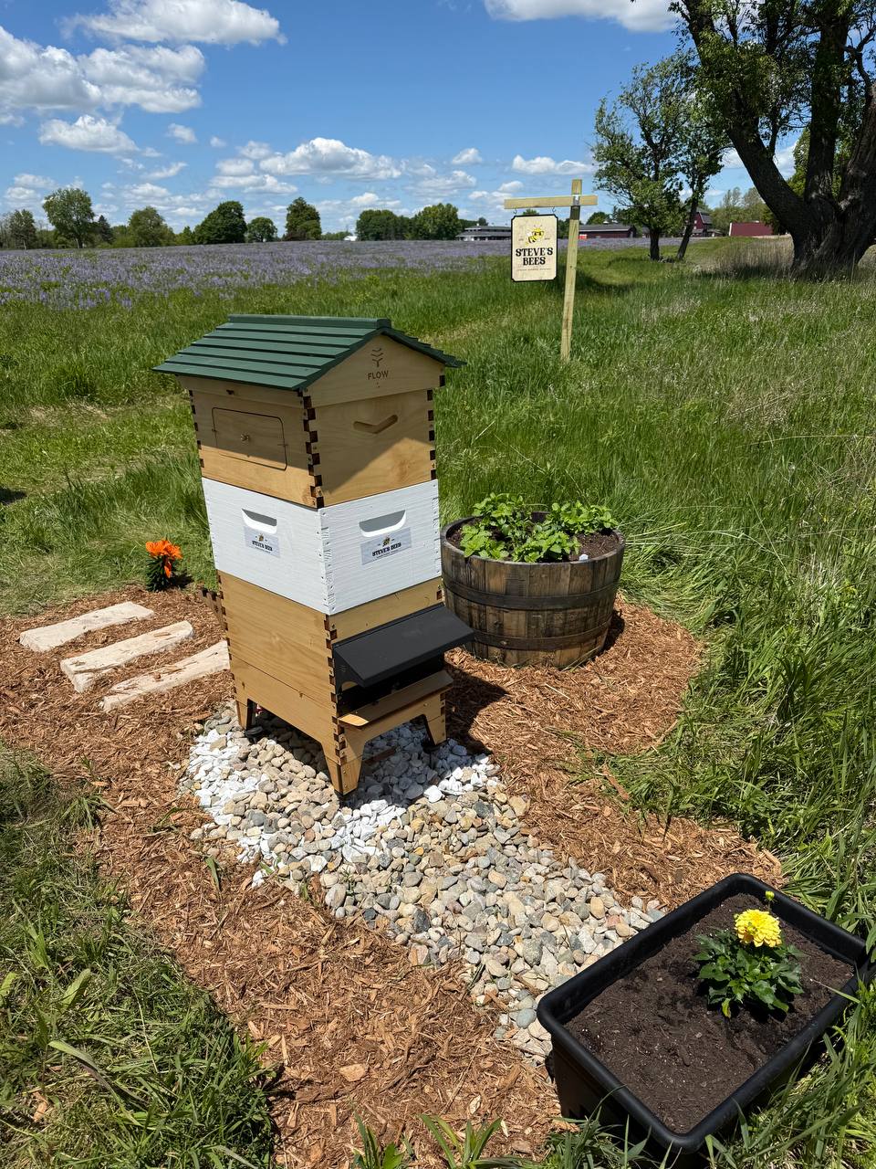 Steve's Bees apiary