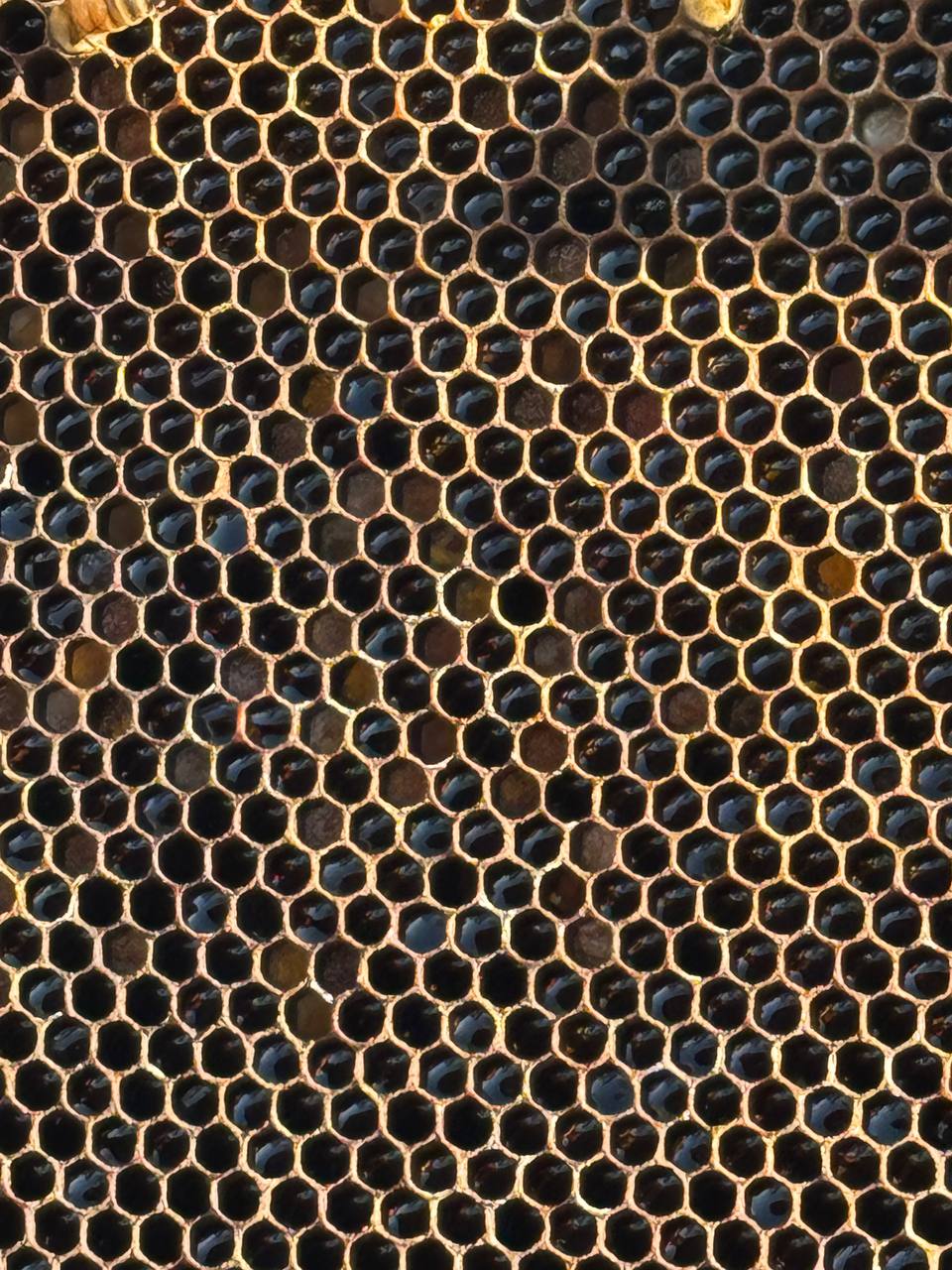 Honeycomb filled with honey