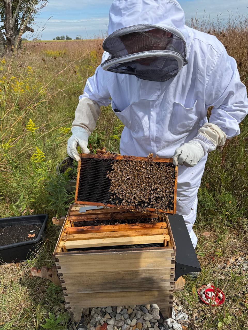 Steve inspecting the hive